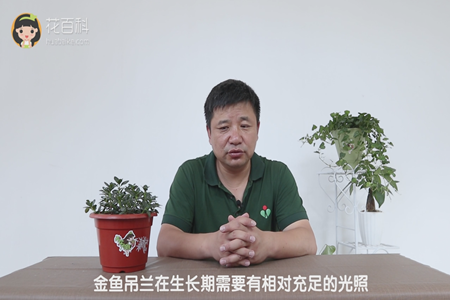 金鱼吊兰在生长期需要有相对充足的光照