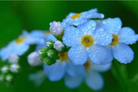 锈水浇花