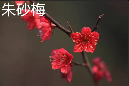 朱砂梅花瓣