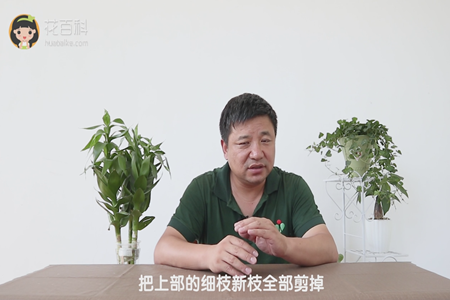 把上部的细枝新枝全部剪掉