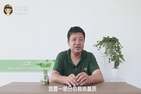 放置一部分的栽培基质