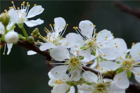 李子花