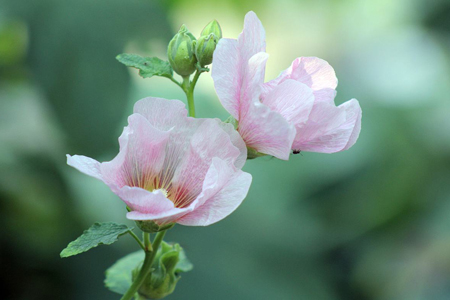 芙蓉花