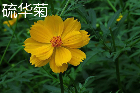 硫华菊和花菱草有什么区别