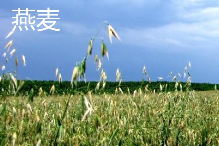 燕麦，植株1.jpg