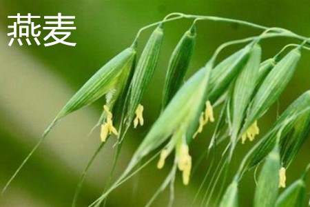 小麦和燕麦的区别 燕麦和小麦的区别 挽美网