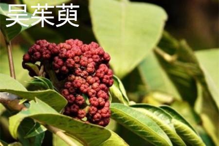 吴茱萸