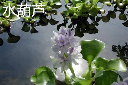 水葫芦花