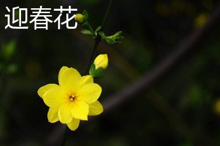 迎春花