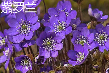 紫罗兰和紫竹梅的区别 花鱼网