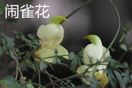 闹雀花