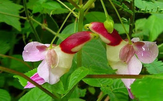 鹦鹉嘴凤仙花