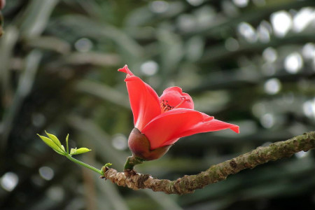 木棉花