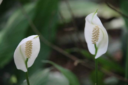 白鹤芋