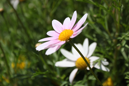 雏菊