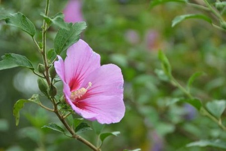 木槿花