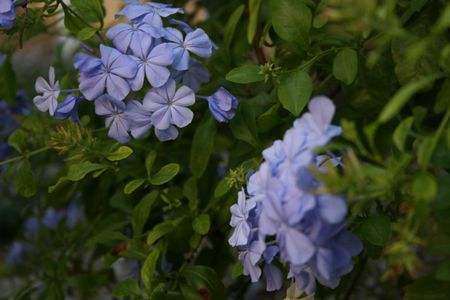 蓝雪花