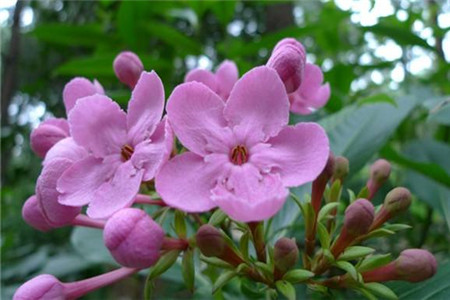 丁香花