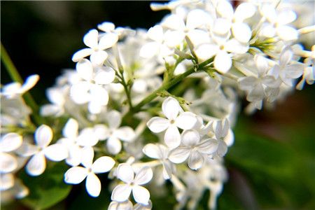 丁香花