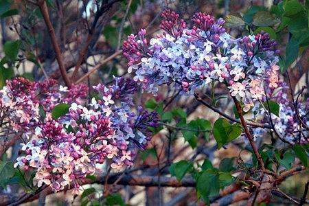 丁香花