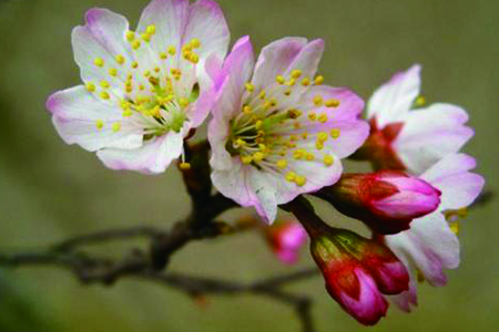 樱桃花