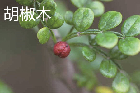 胡椒木的果实图片图片