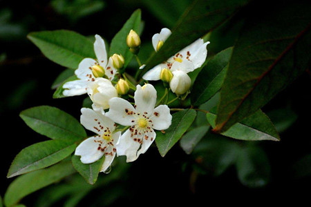 七里香花