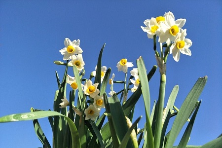 水仙花的花语和象征(水仙花的花语和象征意义)