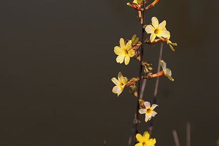 迎春花