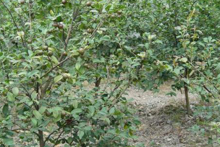 软枝油茶树