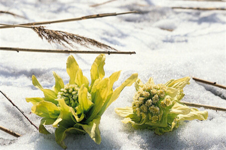 雪莲花