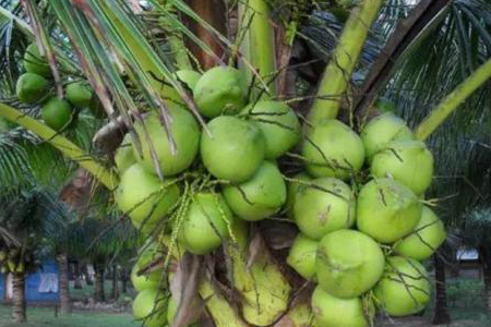 上面生长出来的果子就叫做椰子,是热带地区很常见的果实,椰子在成熟