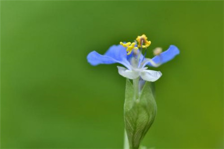 鸭拓草