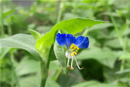 鸭拓草