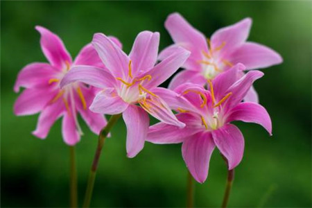 风雨花