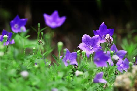 紫色花的植物有哪些 开紫色花的树有哪些 桃丽网