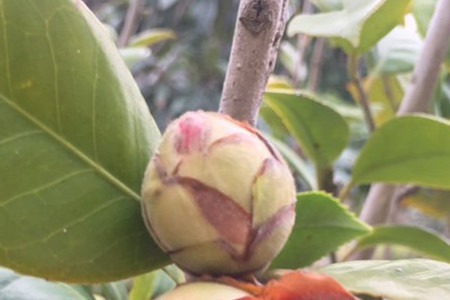 茶花花蕾干枯