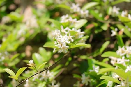 风车茉莉