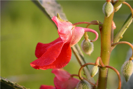 凤仙花