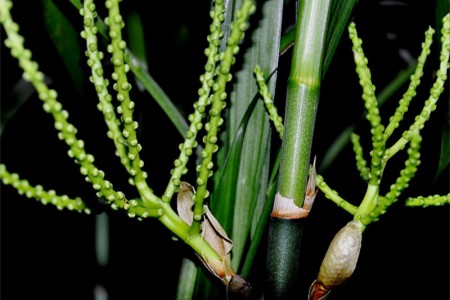 夏威夷竹本身并不是竹子而是一种椰子它开花其实是一种正常现象