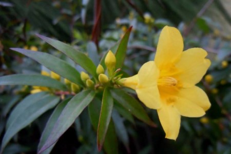 法国香水茉莉