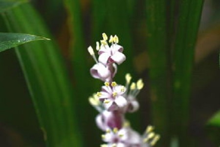 吉祥草