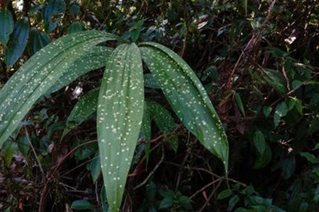 黄花鹤顶兰