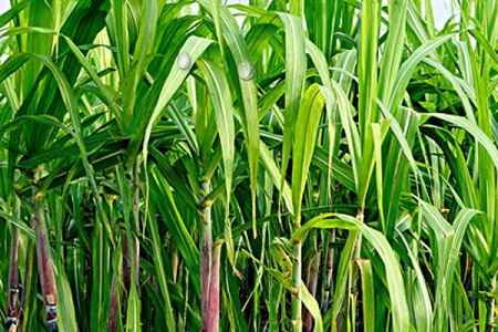 [养护方法]甘蔗的养殖殖方法 