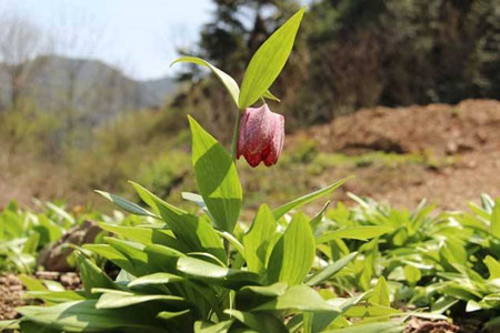 花贝母