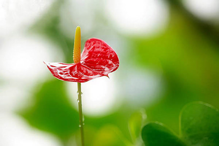 水晶花烛