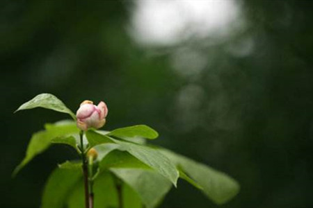 夏腊梅