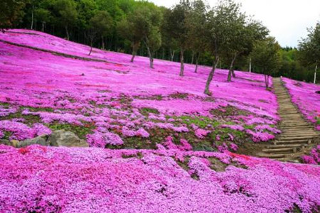 芝樱