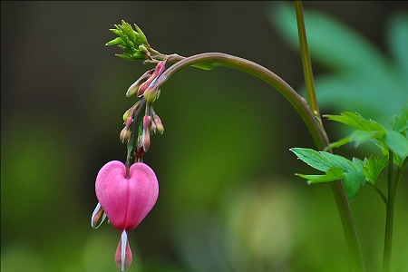 灯笼花