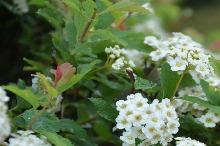 山梅花